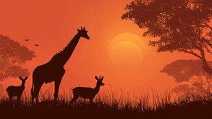 夕阳下的长颈鹿与小鹿