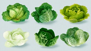 多样卷心菜插画展示