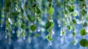 晶莹水珠垂挂翠绿叶片