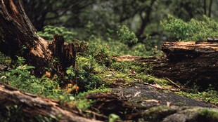 森林中倒下的朽木与绿植