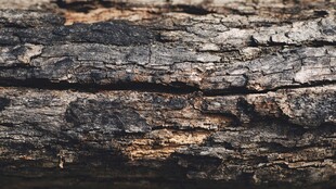 沧桑老树皮纹理特写