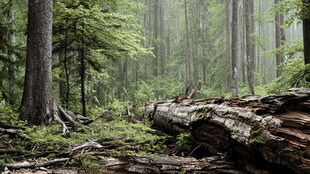 静谧森林中的倒伏古树