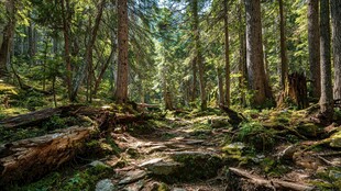 静谧森林中的自然光影奇观