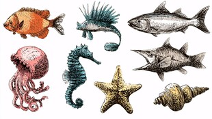 海洋生物手绘插画集合