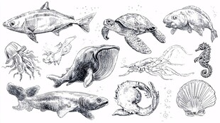 海洋生物手绘集合
