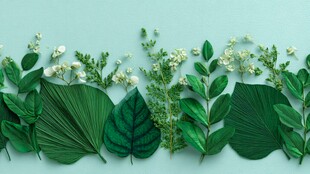 清新绿叶白花的自然排列