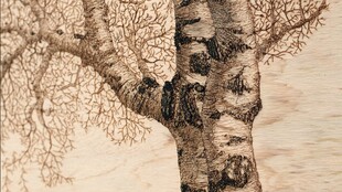 白桦树特写 纹理清晰画面