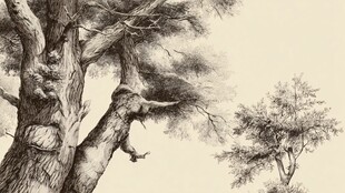 古老巨树与旁侧小树景象