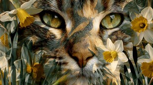 猫咪藏身于美丽水仙间