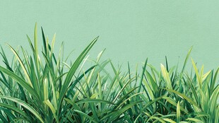 翠绿青草 清新自然风景