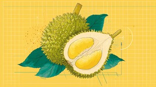 插画中的美味榴莲特写