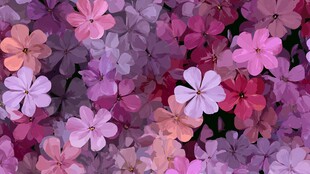 缤纷绚丽的多彩小花