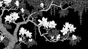 玉兰花黑白线描装饰图案