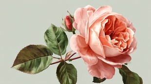 粉色娇艳玫瑰绽放