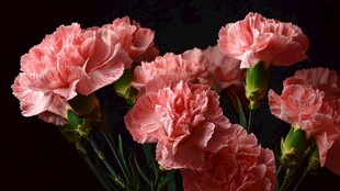 粉色康乃馨绽放的美丽