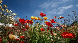 绚烂花海绽放于蓝天之下