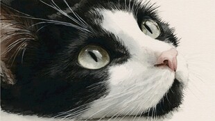 黑白猫咪的灵动瞬间