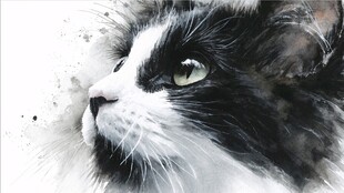 黑白猫咪的灵动水彩肖像