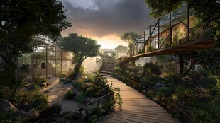 梦幻森林中的木质步道景观