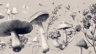 黑白手绘风的蘑菇花卉图