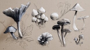 手绘风格多样蘑菇写生图