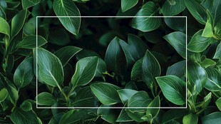 绿叶背景 预留文字空间