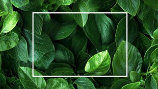 绿叶环绕的清新自然空间