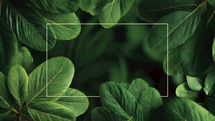 绿叶环绕的空白矩形空间