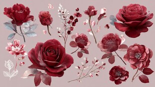 深红花卉插画元素集合