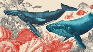 梦幻海洋生物插画图景