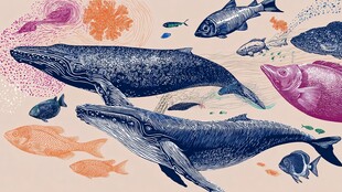 海洋生物大集合