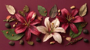 深红背景上的花卉与植物元素