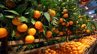 挂满枝头的新鲜橘子