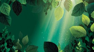 梦幻绿叶间的光影世界