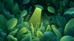 丛林中神秘绿光降临