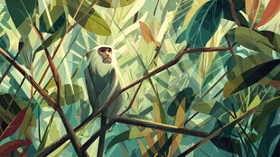 丛林中静坐的猴子