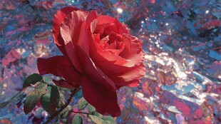 红玫瑰绽放于幻彩背景中