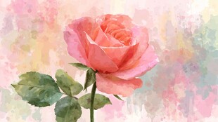 水彩绘粉色娇艳玫瑰花