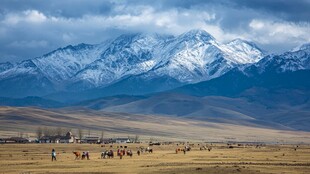 雪山下的广袤草原牧场景象