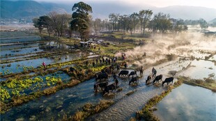 田园牧歌 水田耕牛劳作图景