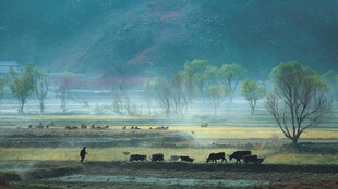 晨雾中的乡村牧牛图景