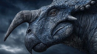 三角龙头部特写