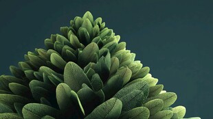 翠绿叶片构成的独特植物造型