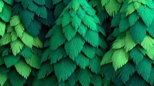 翠绿叶片构成的自然纹理
