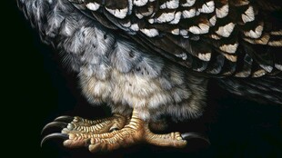 鹰爪特写 锋利与力量之美