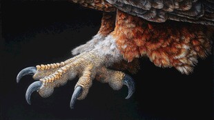 鹰爪特写 锋利与力量之美