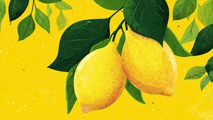 枝头双柠檬 清新黄调图