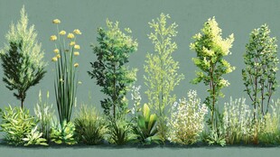 多样绿植景观展示