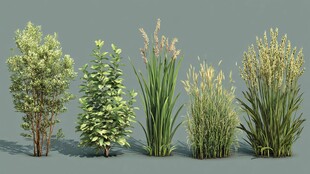 多样绿植3D模型展示