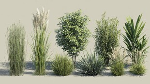 多样绿植3D模型展示